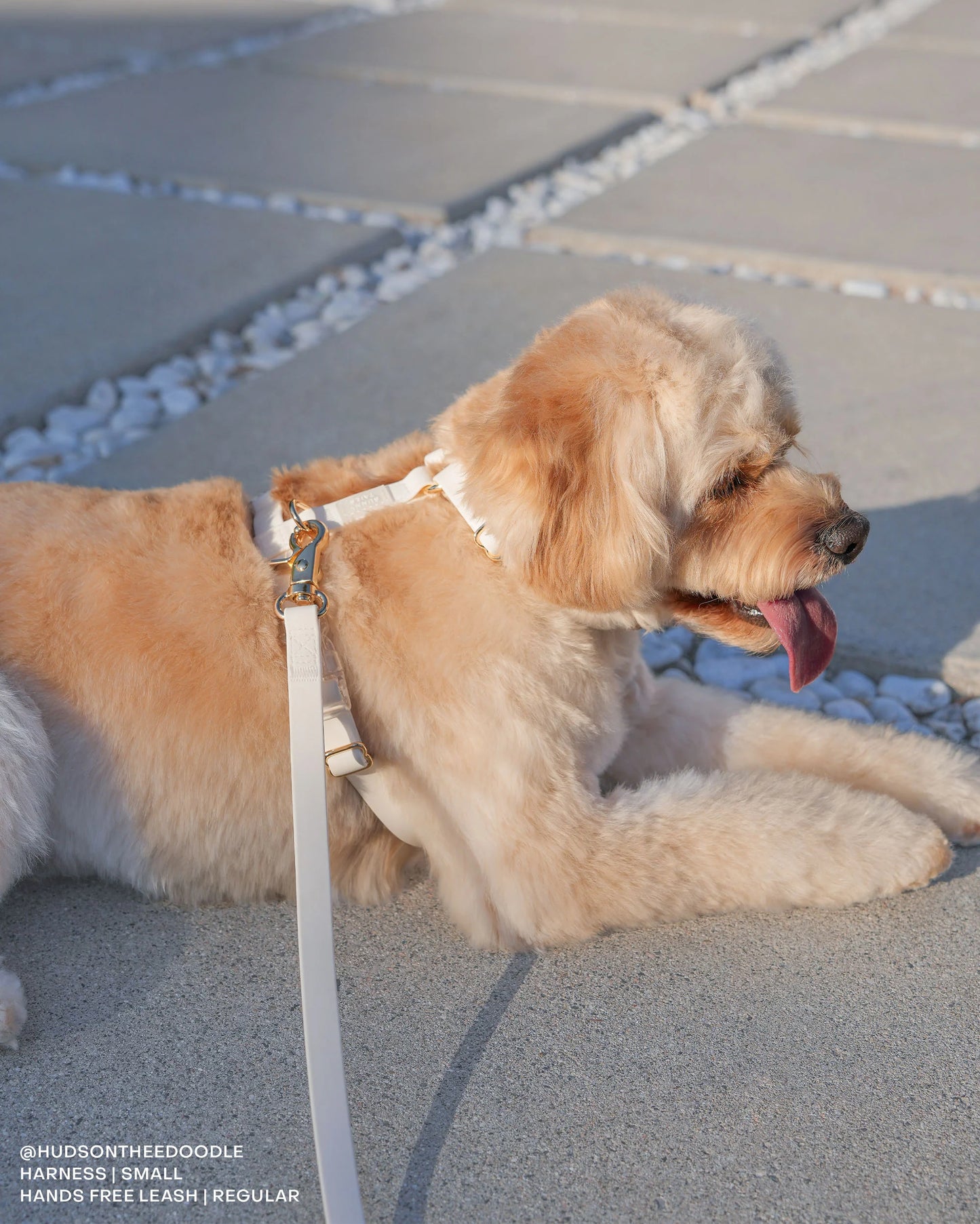 Cloud White 4-in-1 Convertible Hands Free Cloud Dog Leash