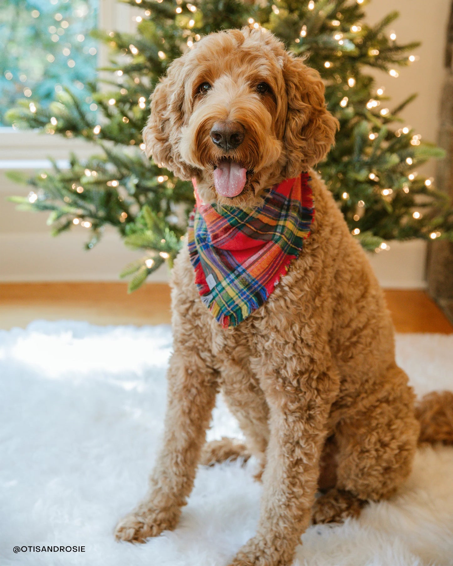 Holiday Cheer Frayed Dog Bandana