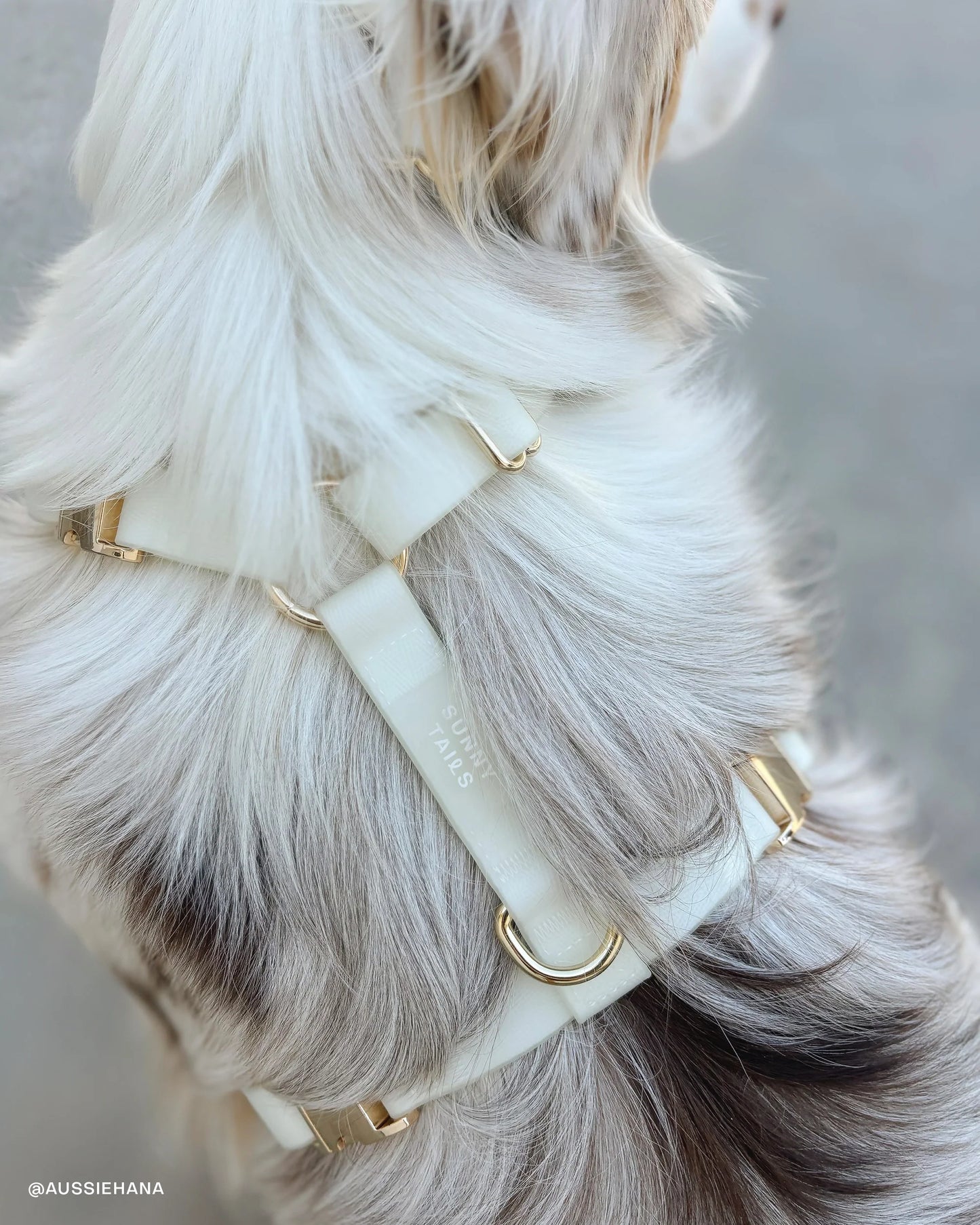Lunar Glow 4-in-1 Convertible Hands Free Cloud Dog Leash