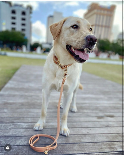 Chai Brown Waterproof Dog Collar