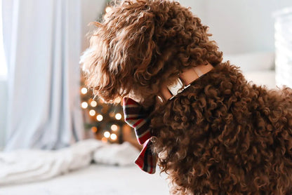 Chai Brown Waterproof Dog Collar